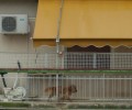 Γαλάτσι: Ένας σκύλος μια ζωή στο μπαλκόνι! (Βίντεο)